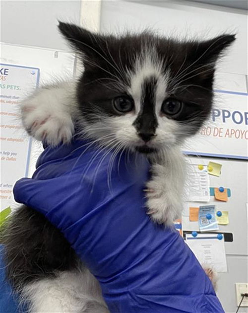 STITCH, Baby Domestic Short Hair (medium coat), cat for adoption in Hurst, Texas