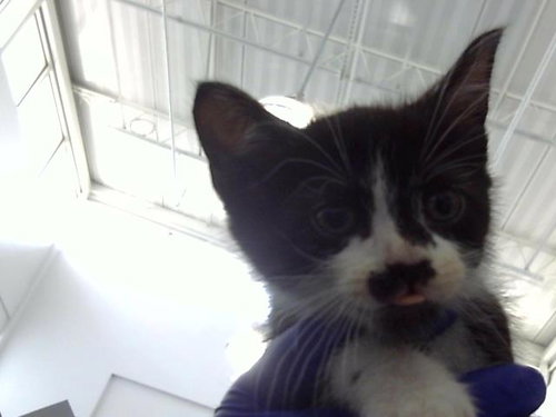 REX, Baby Domestic Long Hair (medium coat), cat for adoption in Hurst, Texas