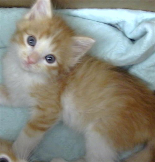 KATARA, Baby Domestic Short Hair (medium coat), cat for adoption in Hurst, Texas