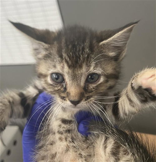 MINNIE, Baby Domestic Short Hair (medium coat), cat for adoption in Hurst, Texas