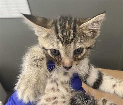 CLARABELLE, Baby Domestic Short Hair (medium coat), cat for adoption in Hurst, Texas