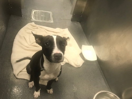 picture of the dog needing adoption
