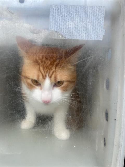 REY, Young Domestic Short Hair (medium coat), cat for adoption in Hurst, Texas
