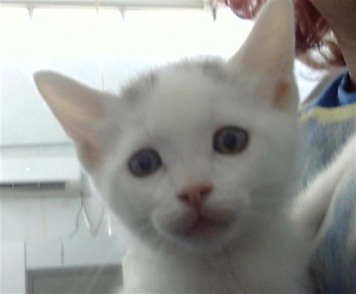 DIEGO, Baby Domestic Long Hair (medium coat), cat for adoption in Hurst, Texas