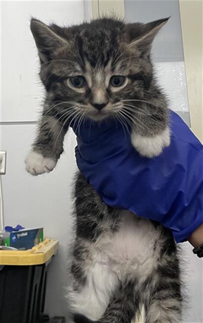 RAPUNZEL, Baby Domestic Short Hair (medium coat), cat for adoption in Hurst, Texas