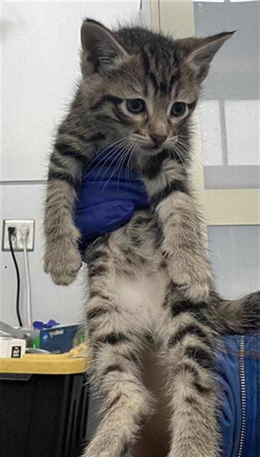 NEMO, Baby Domestic Short Hair (medium coat), cat for adoption in Hurst, Texas
