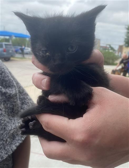 BUZZ, Baby Domestic Short Hair (medium coat), cat for adoption in Hurst, Texas