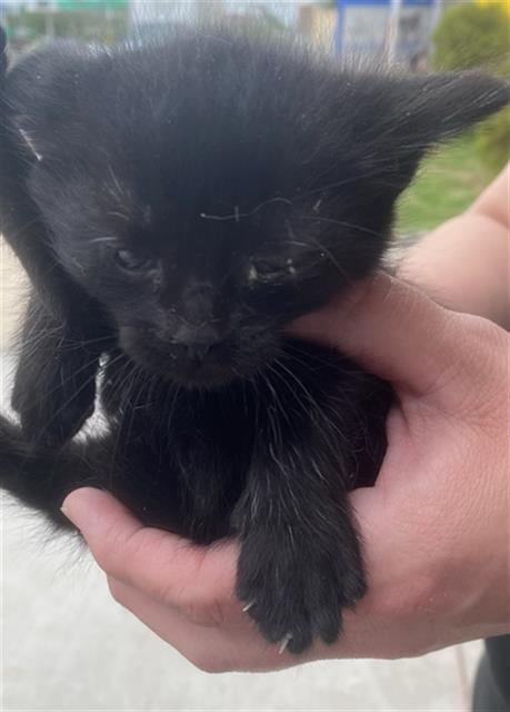 WOODY, Baby Domestic Short Hair (medium coat), cat for adoption in Hurst, Texas