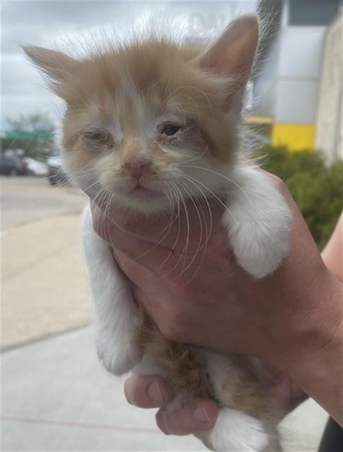 JESSE, Baby Domestic Short Hair (medium coat), cat for adoption in Hurst, Texas