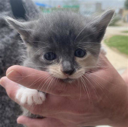 PEEP, Baby Domestic Short Hair (medium coat), cat for adoption in Hurst, Texas