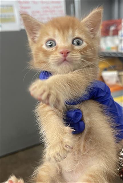 FLOUNDER, Baby Domestic Short Hair (medium coat), cat for adoption in Hurst, Texas