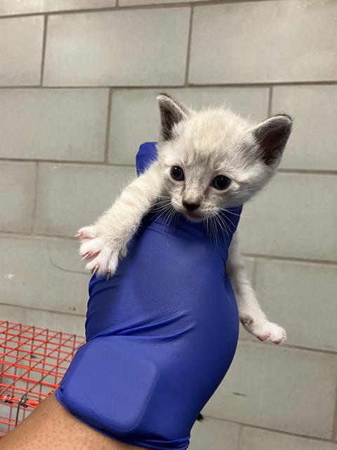 VANILLA, Baby Domestic Short Hair (medium coat), cat for adoption in Hurst, Texas