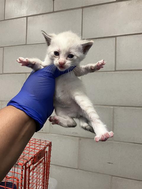 SWIRL, Baby Domestic Short Hair (medium coat), cat for adoption in Hurst, Texas