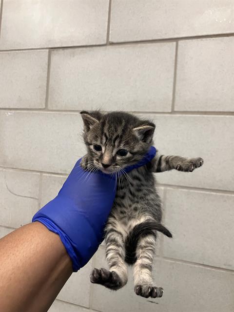 PEPPER, Baby Domestic Short Hair (medium coat), cat for adoption in Hurst, Texas