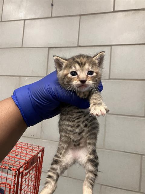 CAYENNE, Baby Domestic Short Hair (medium coat), cat for adoption in Hurst, Texas
