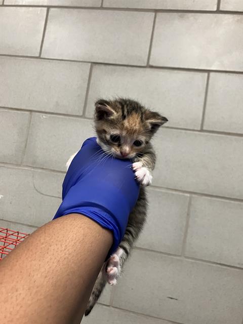 PAPRIKA, Baby Domestic Short Hair (medium coat), cat for adoption in Hurst, Texas