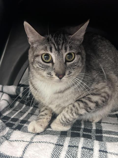 MICAH, Adult Domestic Short Hair (medium coat), cat for adoption in Hurst, Texas