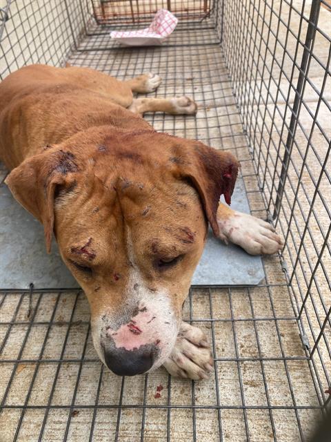 picture of the dog needing adoption