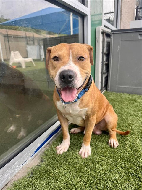 FARIO, an adoptable Pit Bull Terrier in Dallas, TX