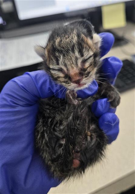MICKEY, Baby Domestic Short Hair (medium coat), cat for adoption in Hurst, Texas