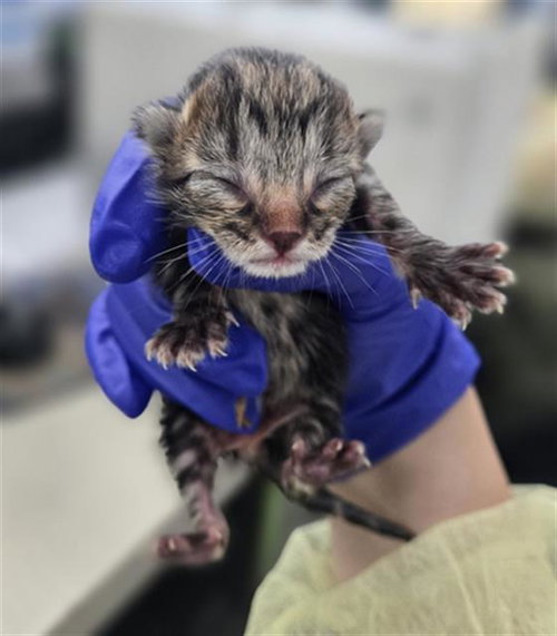 ARIEL, Baby Domestic Short Hair (medium coat), cat for adoption in Hurst, Texas