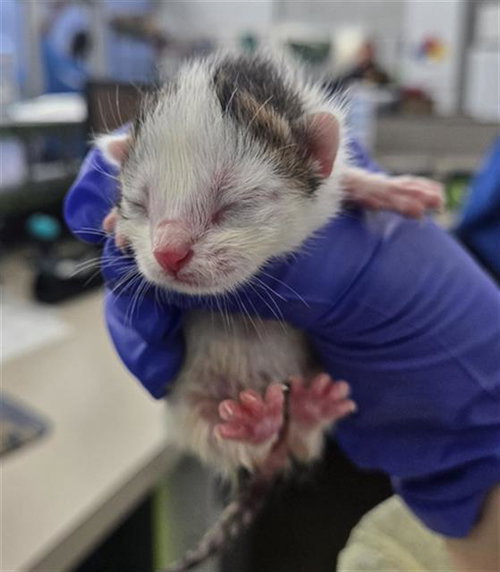 JASMINE, Baby Domestic Short Hair (medium coat), cat for adoption in Hurst, Texas