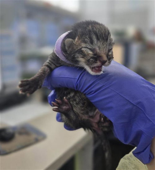 JANE, Baby Domestic Short Hair (medium coat), cat for adoption in Hurst, Texas