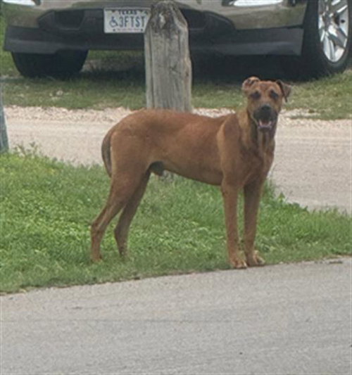 BOB, an adoptable Rhodesian Ridgeback in Dallas, TX