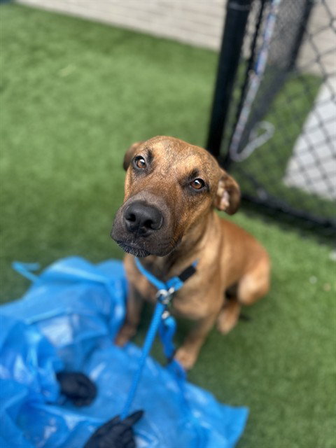 BOB, an adoptable Rhodesian Ridgeback in Dallas, TX