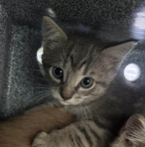 BONNIE, Baby Domestic Short Hair (medium coat), cat for adoption in Hurst, Texas