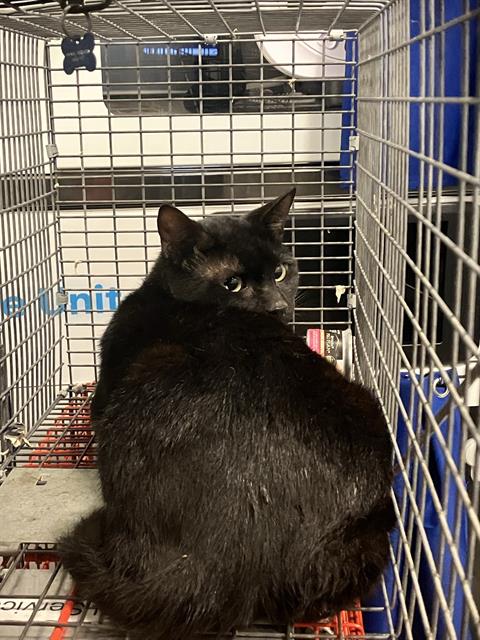 FIGARO, Young Domestic Short Hair (short coat), cat for adoption in Hurst, Texas