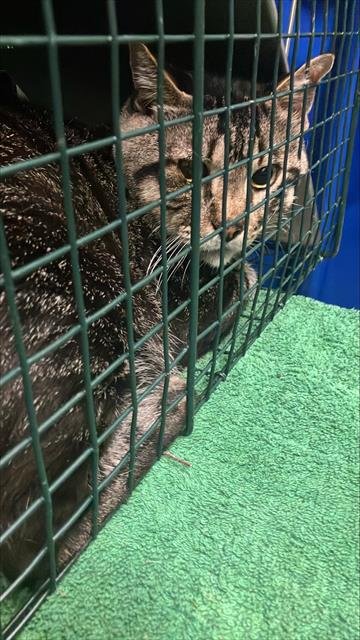 BOB, Young Domestic Short Hair (short coat), cat for adoption in Hurst, Texas