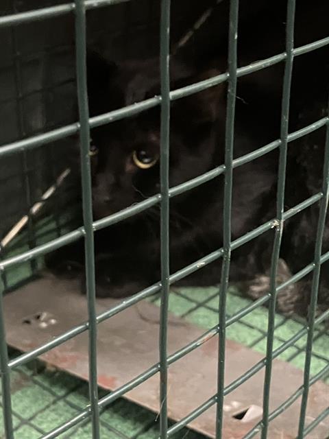 TAD, Young Domestic Short Hair (short coat), cat for adoption in Hurst, Texas