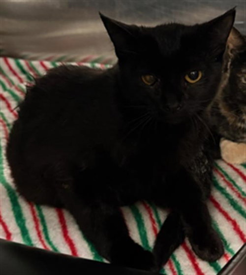 JAQUES, Young Domestic Short Hair (short coat), cat for adoption in Hurst, Texas