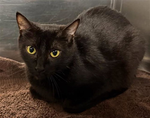 SPRUCE, Adult Domestic Short Hair (short coat), cat for adoption in Hurst, Texas