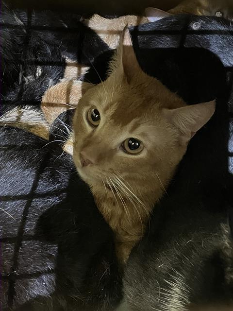 OAK, Young Domestic Short Hair (short coat), cat for adoption in Hurst, Texas