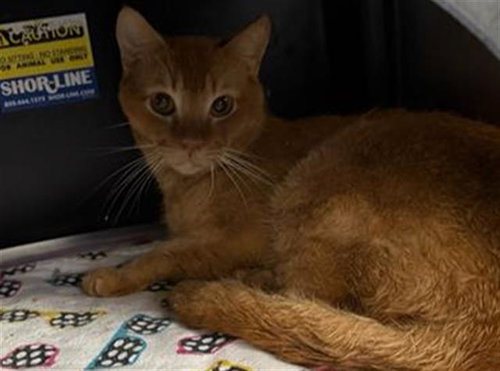 BOWIE, Young Domestic Short Hair (short coat), cat for adoption in Hurst, Texas