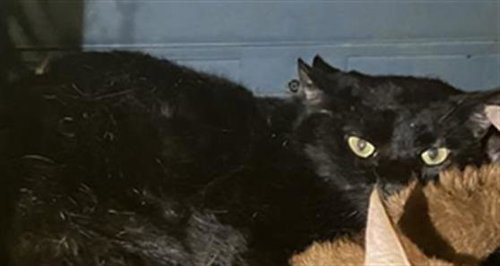 CALAHAN, Young Domestic Short Hair (short coat), cat for adoption in Hurst, Texas