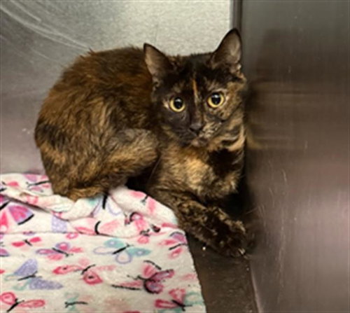 ROBIN, Young Domestic Short Hair (short coat), cat for adoption in Hurst, Texas