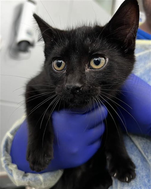 ASTON, Baby Domestic Short Hair (medium coat), cat for adoption in Hurst, Texas