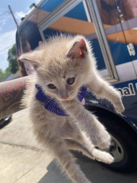 LOVELY, Baby Domestic Short Hair (medium coat), cat for adoption in Hurst, Texas