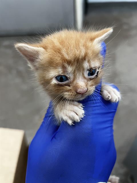BENZ, Baby Domestic Short Hair (medium coat), cat for adoption in Hurst, Texas