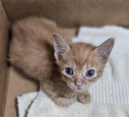 BENZ, Baby Domestic Short Hair (medium coat), cat for adoption in Fort Worth, Texas