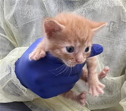 TESLA, Baby Domestic Short Hair (medium coat), cat for adoption in Hurst, Texas