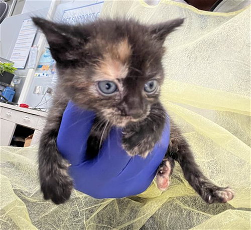 MALIBU, Baby Domestic Short Hair (medium coat), cat for adoption in Hurst, Texas