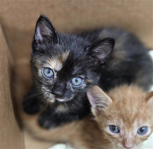 MALIBU, Baby Domestic Short Hair (medium coat), cat for adoption in Fort Worth, Texas