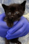 MEELA - Photo 1