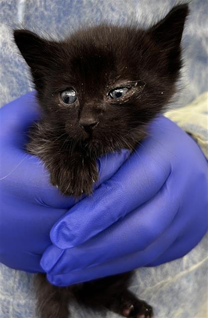 LEXUS, Baby Domestic Short Hair (medium coat), cat for adoption in Hurst, Texas