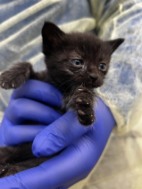JEEP, Baby Domestic Short Hair (medium coat), cat for adoption in Hurst, Texas