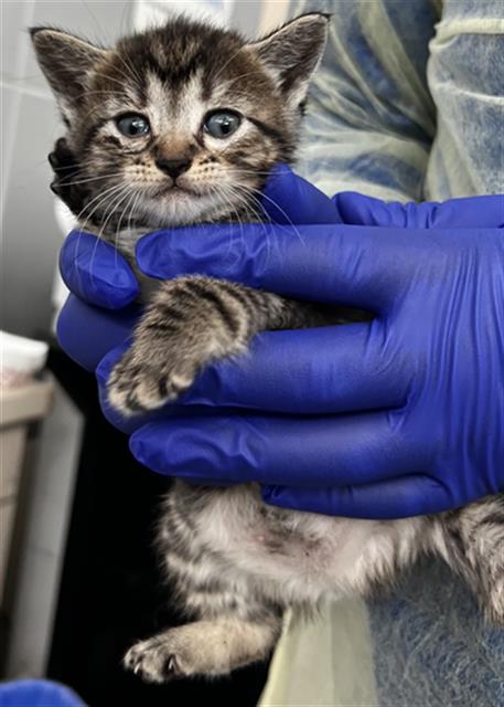 CHEVY, Baby Domestic Short Hair (medium coat), cat for adoption in Hurst, Texas